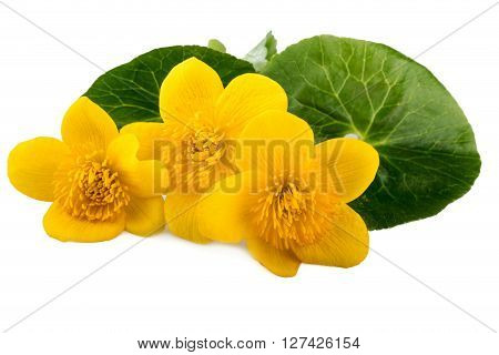 Caltha flowers (Caltha palustris) on white background