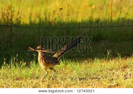 Road Runner
