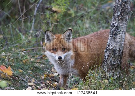 a european red fox looking at the camera