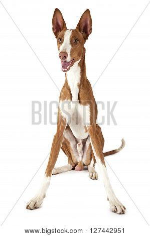 Ibizan Hound (Podenco ibicenco) dog sitting in front of white background and looking forward