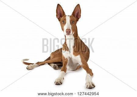Ibizan Hound (Podenco ibicenco) dog lying in front of white background and looking at the camera