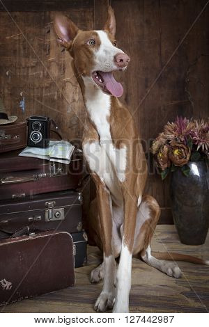 One year old purebred Podenco ibicenco dog sitting on the floor with some travel accessories indoors