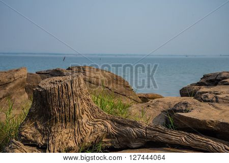 Rocks And Stumps