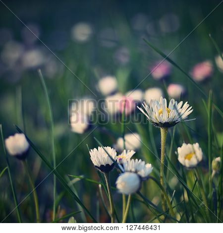 Beautiful blooming daisies in spring meadow. Nature - springtime flowers.