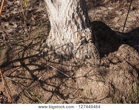 Tree trunk with big outgrowths at the basis