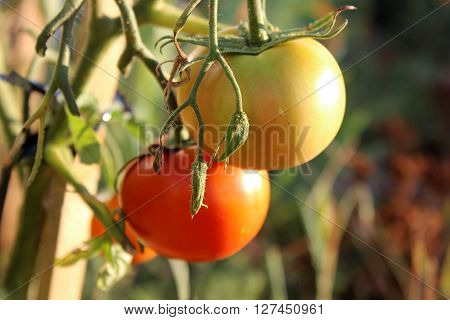 Red and yellow tomatoes hanging on the branch. Growing tomatoes in the garden. Organic home gardening. Tomatoes in the sunshine.