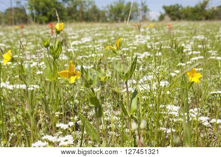 Flowers blooming in a country side meadow