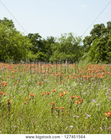 Flowers blooming in a country side meadow