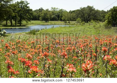 Flowers blooming in a country side meadow