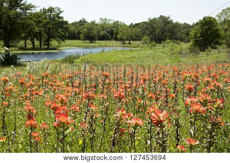 Flowers blooming in a country side meadow