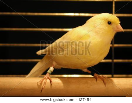 Yellow Kanariske i bur