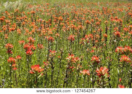 Flowers blooming in a country side meadow
** Note: Visible grain at 100%, best at smaller sizes