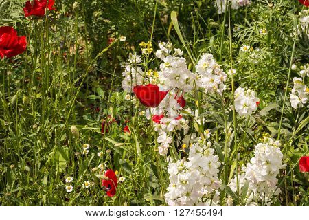 Image of field of colorful spring flowers in Schinias Greece