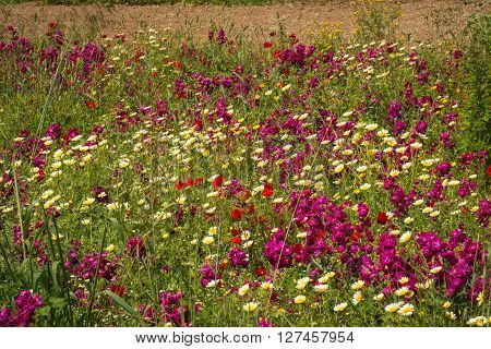 Field Of Colorful Spring Flowers In Schinias, Greece