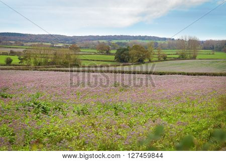 lavender fields in England in autumn with sky
** Note: Shallow depth of field