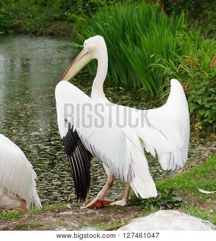 Lovely pelican bird near pool nature wild