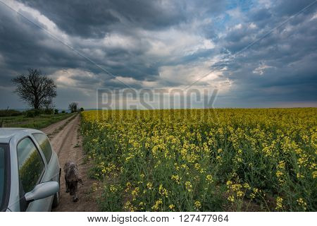 Dog chasing car outdoor. Stormy clouds over country road.