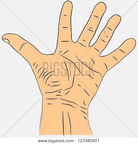Open palm with fingers spread apart.  Realistic men's hand colored version