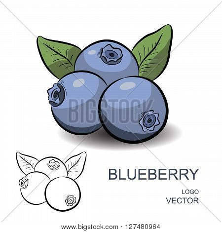 Blueberry with flowers and leaves isolated on white background. Colorful and contour. Logo vector illustration