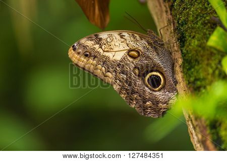 Magnificent owl (caligo eurilochus sulanus) butterfly on green nature background, close-up.