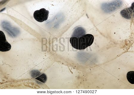 A macro photo of frog spawn from a European grass frog.