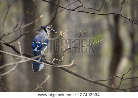 Pretty blue jay on branch early spring in habitat