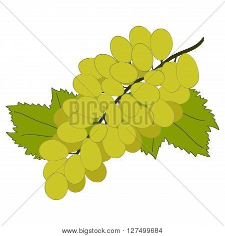 Green grapes on white background. Hand drawn berries. Vector illustration.