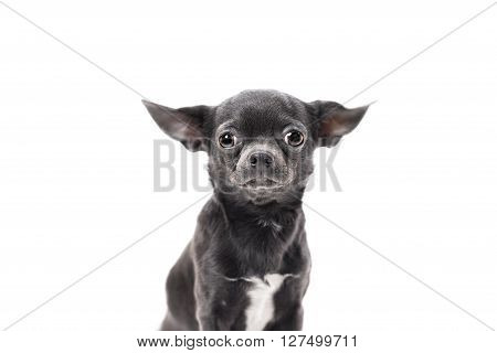 Funny puppy Chihuahua poses on a white background