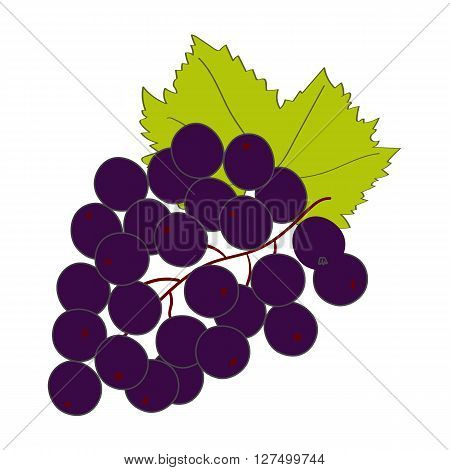 Black currant branch on white background. Hand drawn berries. Vector illustration.