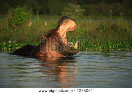 Hippopotamus Amphibius