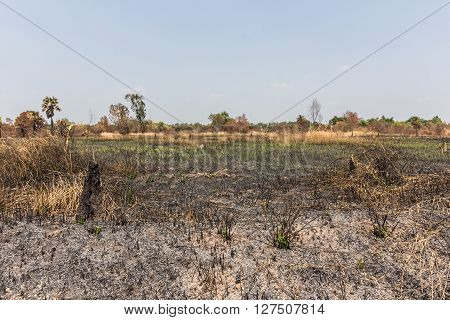 Ash Black Smut And Stubble. Burned Field Farm Concept