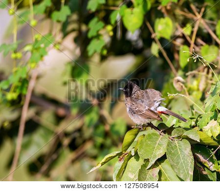 The red-vented bulbul is a member of the bulbul family of perching birds. It is resident breeder across the Indian subcontinent, including Sri Lanka extending east to Burma and parts of Tibet.