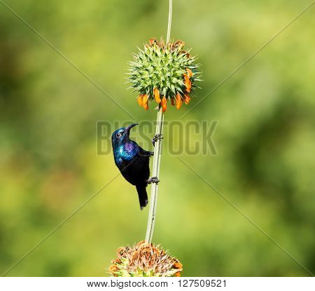 The purple sunbird is a small sunbird. Like other sunbirds they feed mainly on nectar, although they will also take insects especially when feeding young. These spectacular birds can be found in India