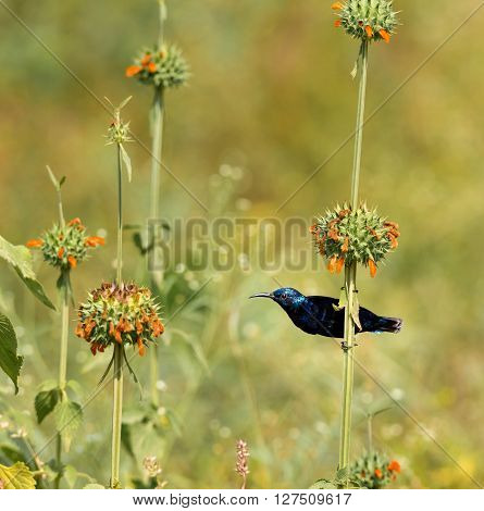 The purple sunbird is a small sunbird. Like other sunbirds they feed mainly on nectar, although they will also take insects especially when feeding young. These spectacular birds can be found in India