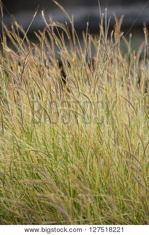 close up grass flower in nature garden