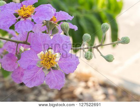 purple Lagerstroemia loudoni on branch ,blooming flowers