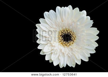 Single White Flower Onblack