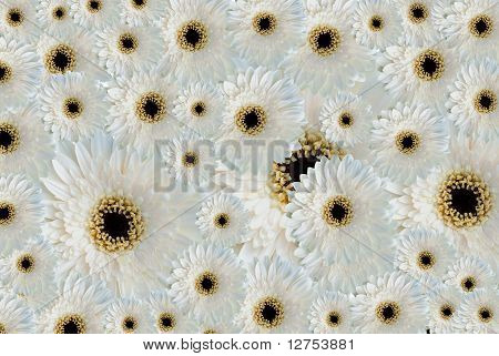 Single White Flowertiles