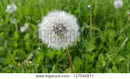White dandelion on green meadow have secrets