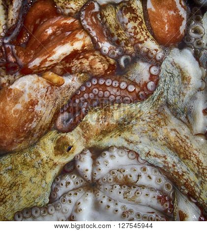 Close up of fresh octopus on the ice