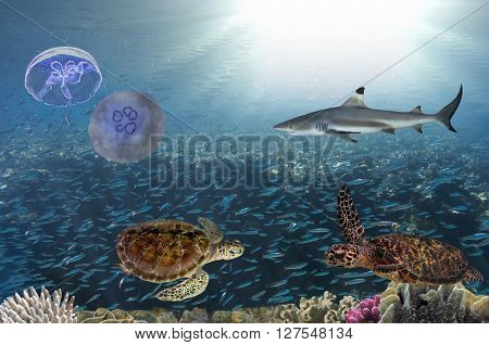 Close up of a giant turtle in the sea red sea
