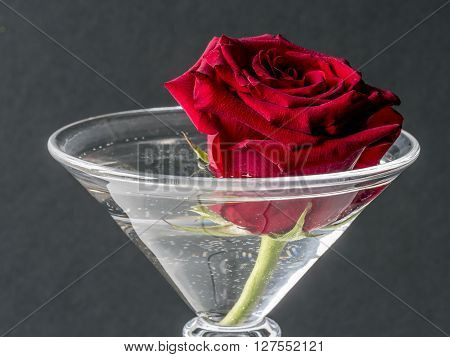 Red rose in cocktail glass with water