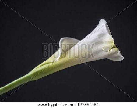 Zantedeschia aethiopica calla lily It is a rhizomatous herbaceous perennial plant evergreen where rainfall and temperatures are adequate