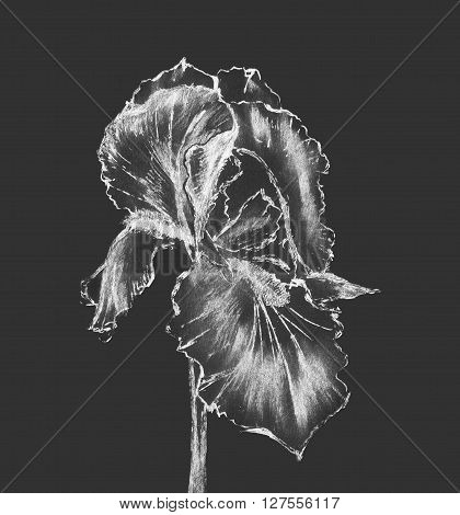 beautiful monochrome floral illustration. iris flower sketch