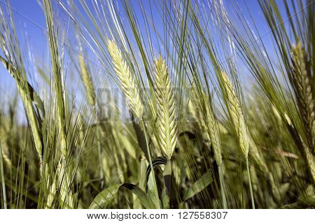 Photographed Immature Green Grass In The Summer, Blue Sky