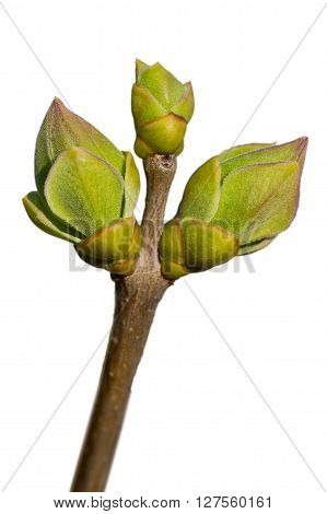 Young Green Leaves On The Branch. White Background.