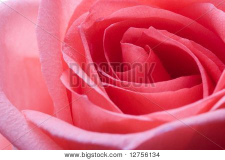 Close-up da rosa petails rosa