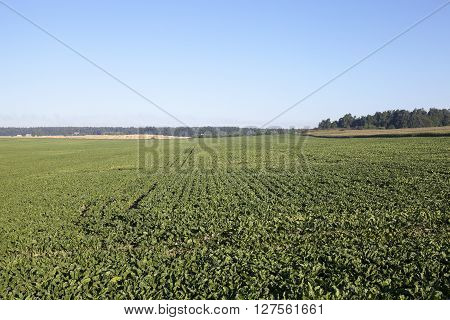 Photographed Immature Green Grass In The Summer, Blue Sky