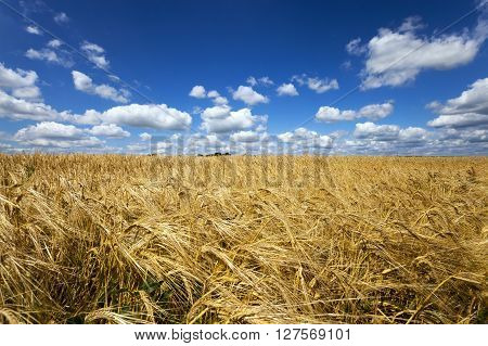 Agricultural Field On Which Grow Up Ready To Harvest Ripe Yellow Cereals
