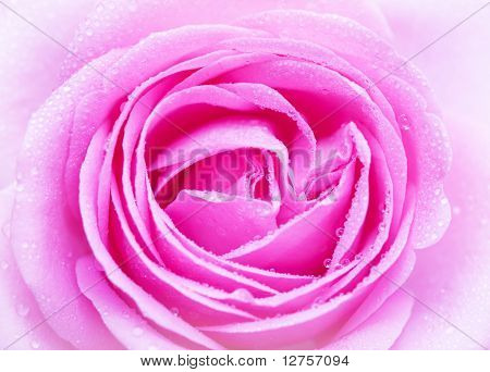 Close-up da dewed petails de rosa rosa